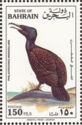 Socotra Cormorant (Phalacrocorax nigrogularis)